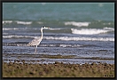 Blauwe Reiger, Grey Heron, Ardea cinerea Location: Pelican island, the Gambia blauwe reiger MG 1920 kopie